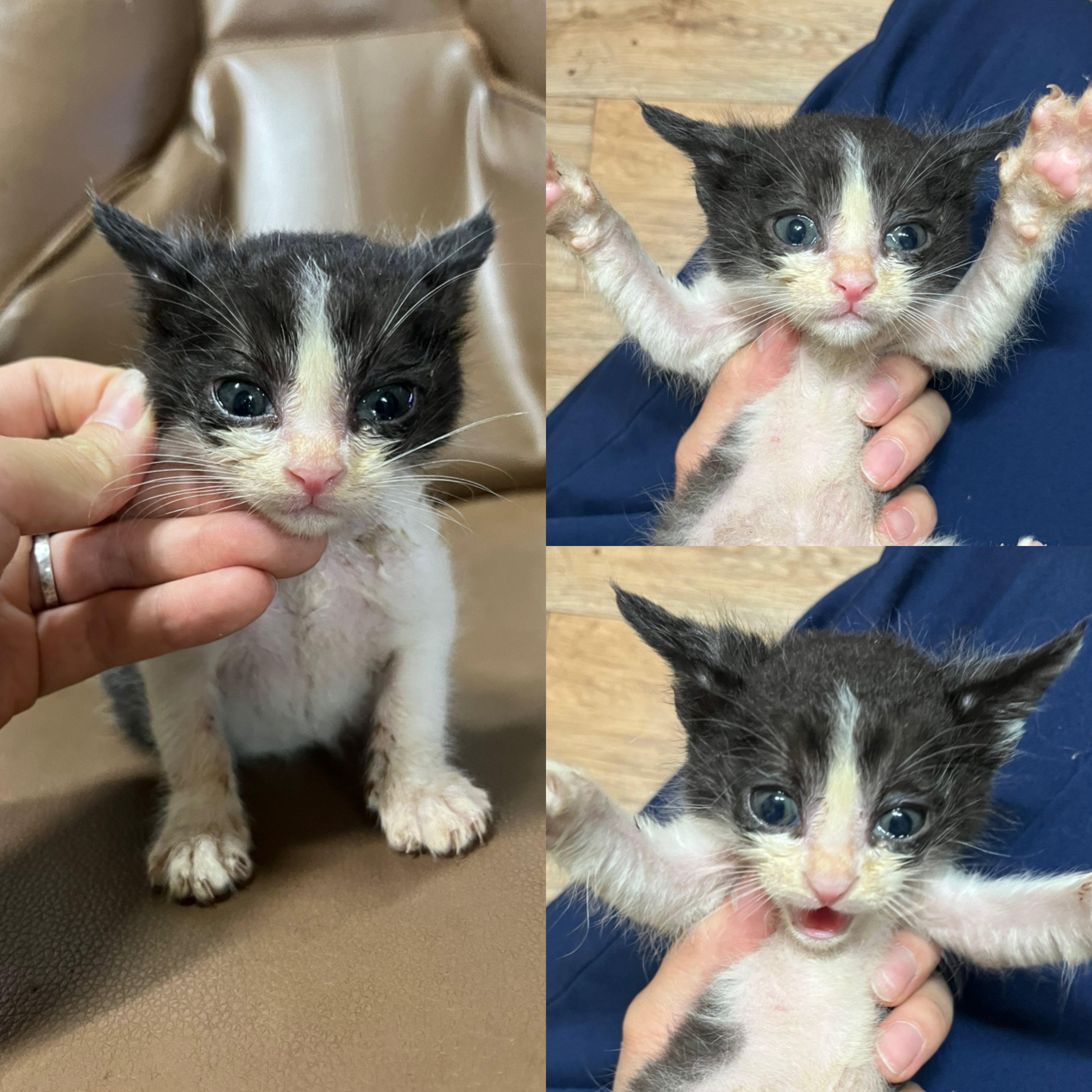 [고양이] 한국 고양이 경북-경주-2025-00486 유기동물 배경 이미지 입니다.